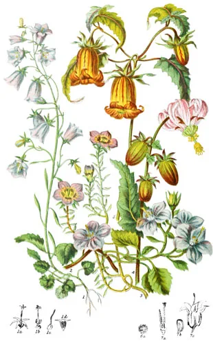 Campanulaceæ