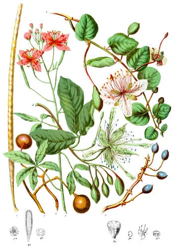 Capparidaceæ