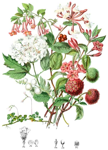 Caprifoliaceæ