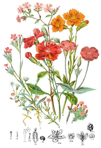 Caryophyllaceæ