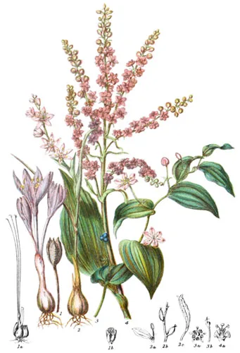 Colchicaceæ