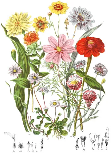 Compositaceæ