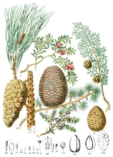 Coniferaceæ