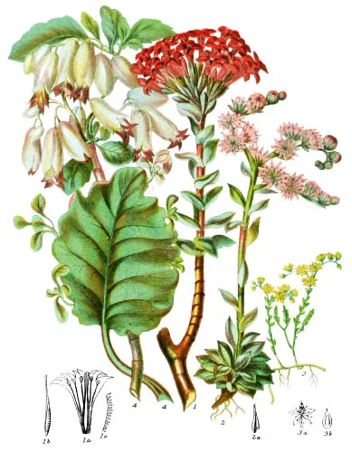 Crassulaceæ