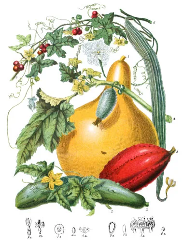Cucurbitaceæ