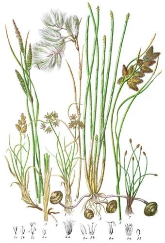 Cyperaceæ