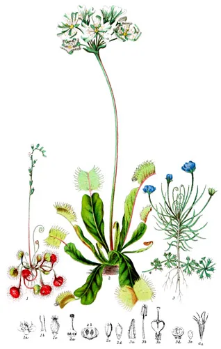 Droseraceæ