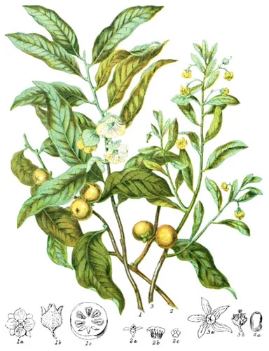 Ebenaceæ
