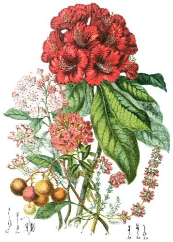 Ericaceæ