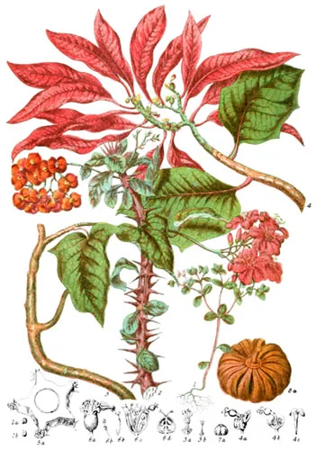 Euphorbiaceæ