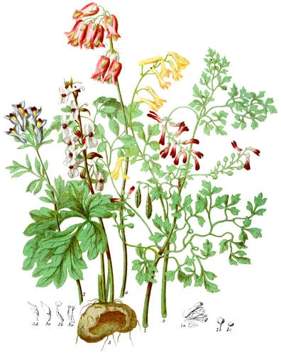 Fumariaceæ