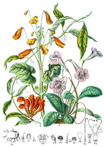 Gesneraceæ