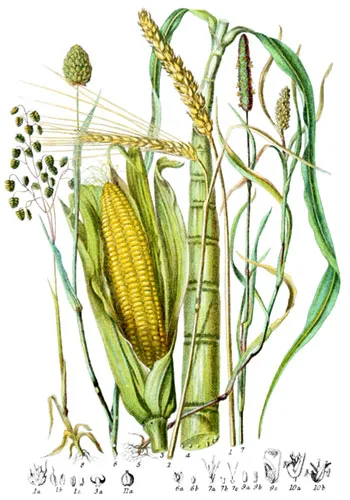 Graminaceæ