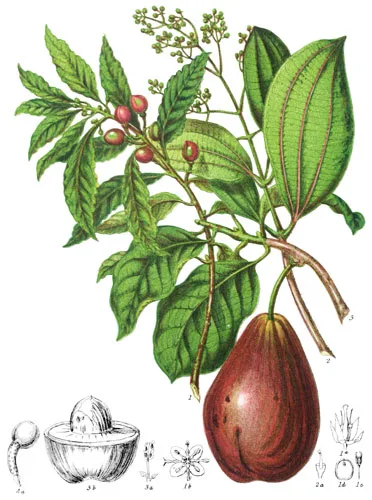 Lauraceæ