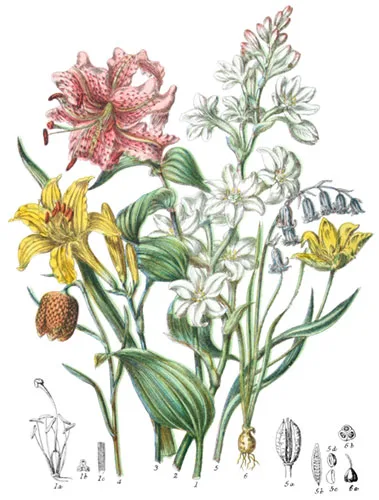 Liliaceæ
