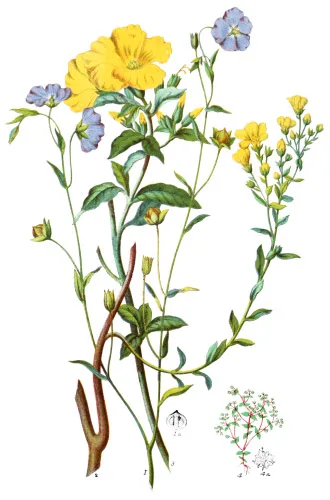 Linaceæ
