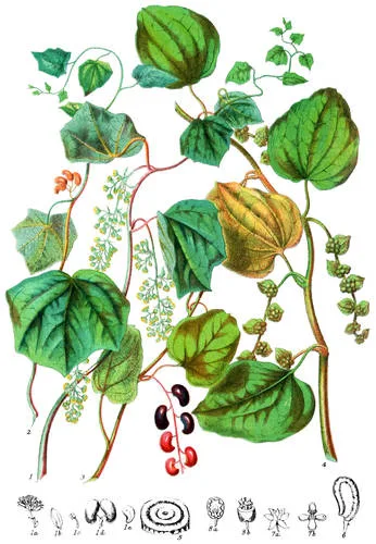 Menispermaceæ