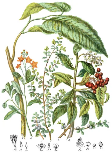 Myrsinaceæ