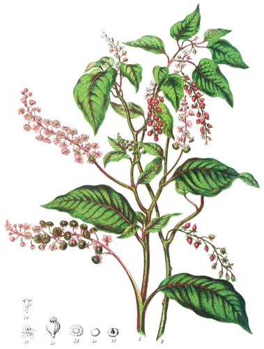 Phytolaccaceæ