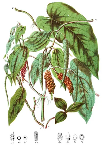 Piperaceæ