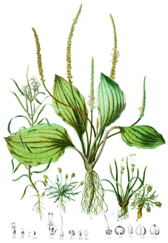 Plantaginaceæ