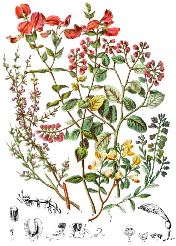 Polygalaceæ