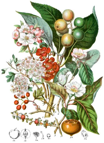 Pomaceæ
