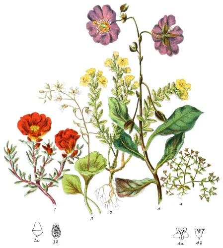 Portulaceæ