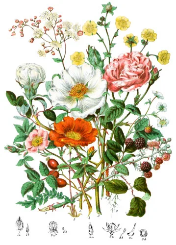 Rosaceæ