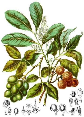 Sapindaceæ