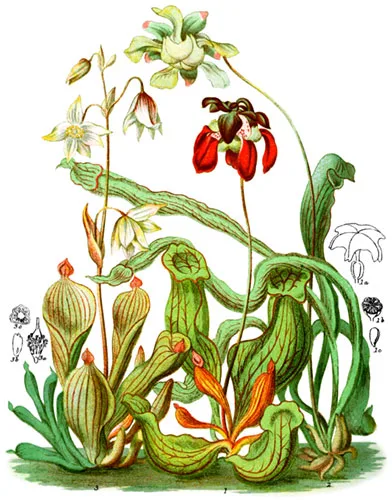 Sarraceniaceæ