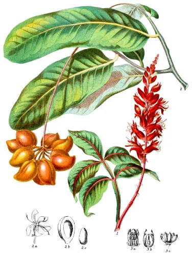 Simarubaceæ