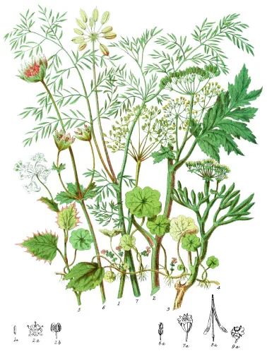 Umbellaceæ